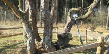 De Boom van de Acht Zaligheden